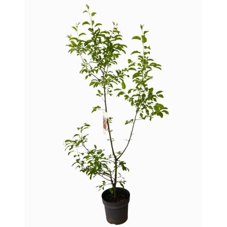 Vörös oszlopos díszalma (Malus 'Red Sentinel')
