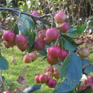 Vörös oszlopos díszalma (Malus 'Red Sentinel')