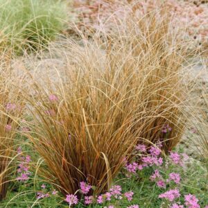Vörös sás (Carex buchananii 'Red Rooster')