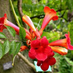 Vörös trombitafolyondár (Campsis radicans 'Red Tarantella')