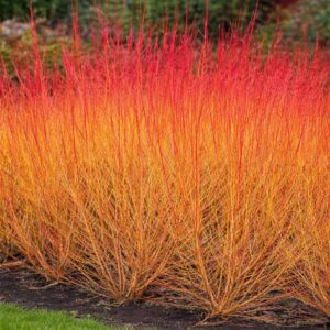 Vörös vesszőjű som (Cornus sanguinea 'Midwinter Fire')