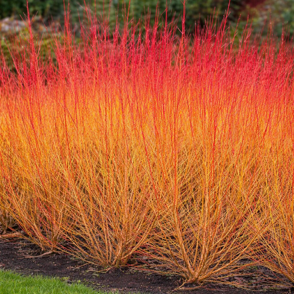 Vörös vesszőjű som (Cornus sanguinea 'Midwinter Fire')
