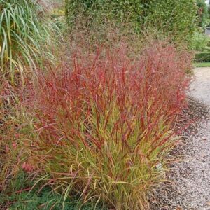 Vörösesbarna vesszős köles (Panicum virgatum 'Rehbraun')