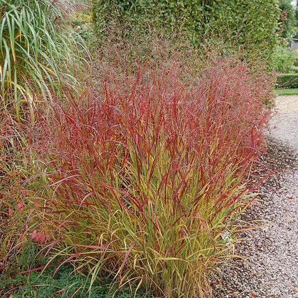Vörösesbarna vesszős köles (Panicum virgatum 'Rehbraun')