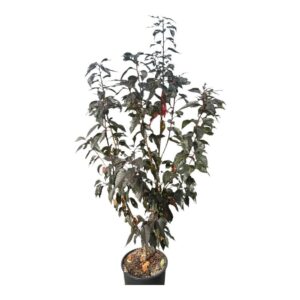 Vöröslevelű japán díszcseresznye (Prunus serrulata 'Royal Burgundy')