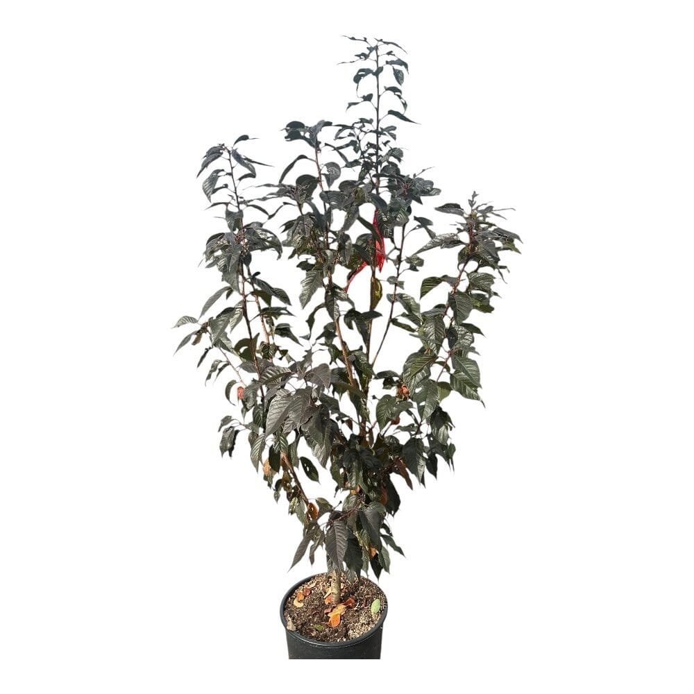 Vöröslevelű japán díszcseresznye (Prunus serrulata 'Royal Burgundy')