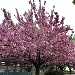 Vöröslevelű japán díszcseresznye (Prunus serrulata 'Royal Burgundy')