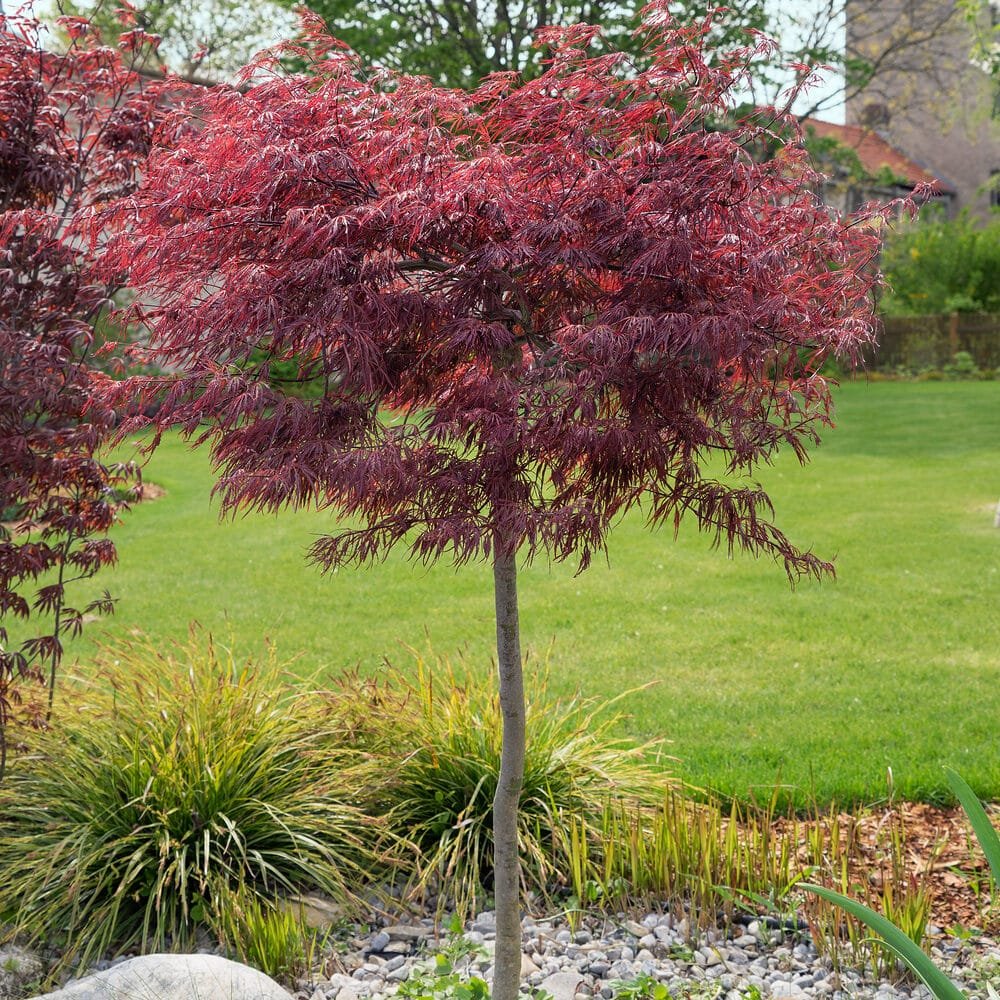 Vöröslevelű japán juhar (Acer palmatum 'Atropurpureum')