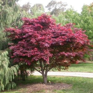 Vöröslevelű japán juhar (Acer palmatum 'Atropurpureum')