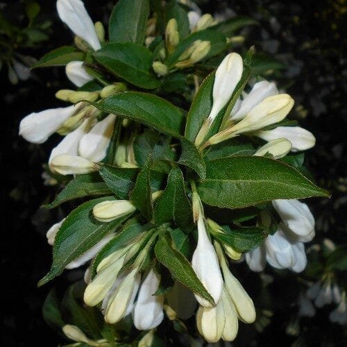 Alba rózsalonc (Weigela florida 'Alba')