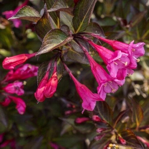 Alexandra rózsalonc (Weigela florida 'Alexandra')