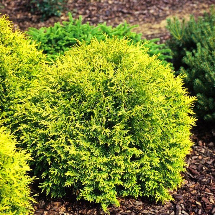 Arany gömb nyugati tuja (Thuja occidentalis 'Golden Globe')