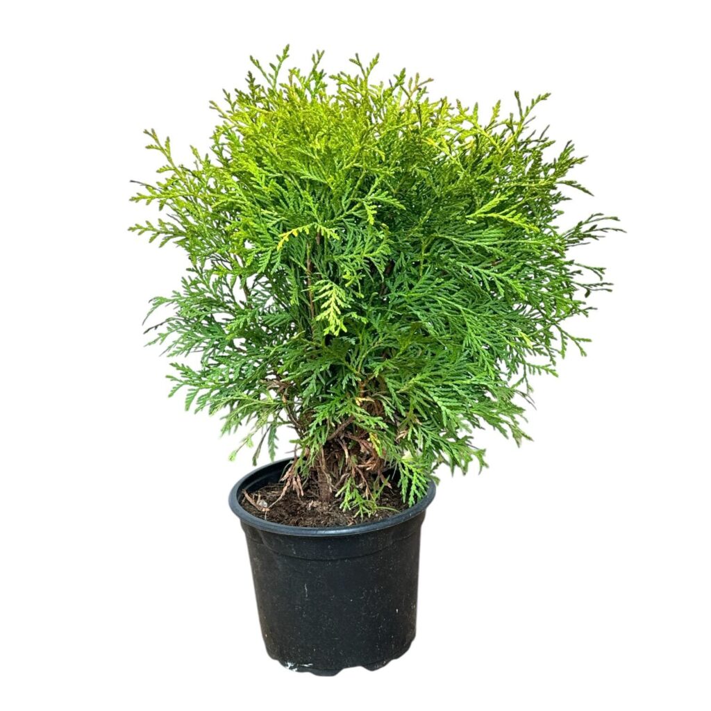 Arany gömb tuja (Thuja occidentalis 'Danica Aurea')