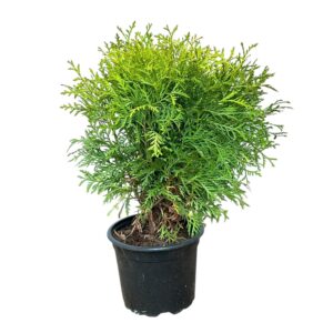 Arany gömb tuja (Thuja occidentalis 'Danica Aurea')