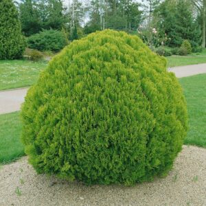 Arany gömb tuja (Thuja occidentalis 'Danica Aurea')