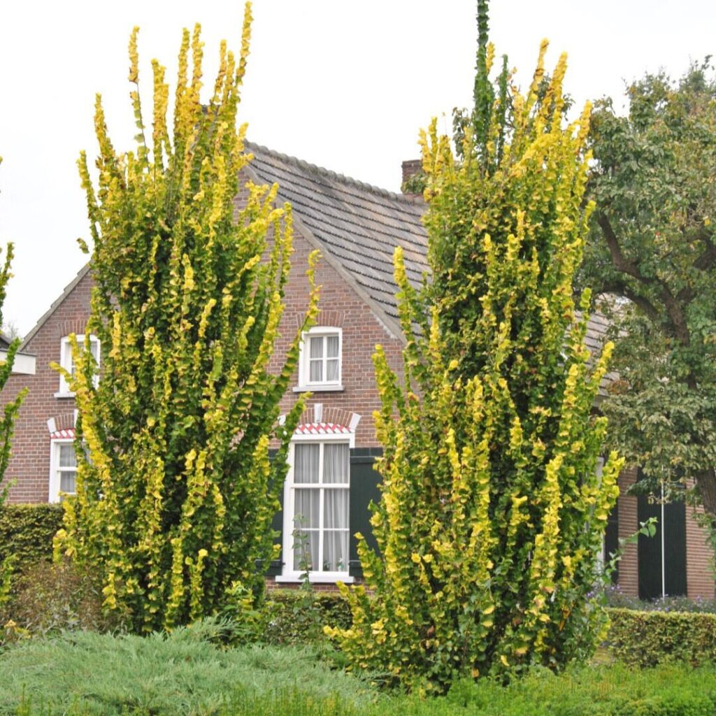 Aranylevelű holland szil (Ulmus hollandica 'Wredei')