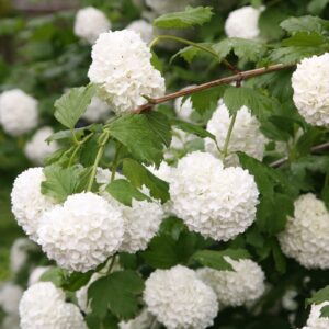 Babérbangita (Viburnum tinus 'Snowball')