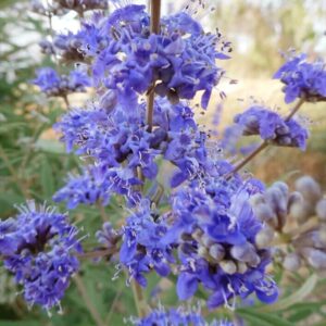 Barátcserje (Vitex agnus-castus)