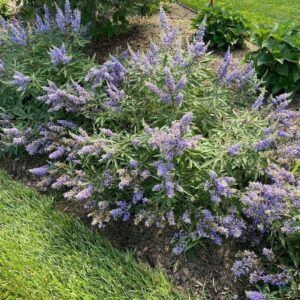 Barátcserje (Vitex agnus castus 'Flip Side')