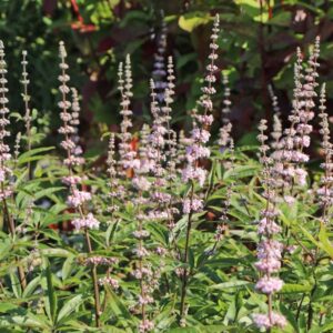 Barátcserje (Vitex agnus-castus 'Santamaria')