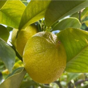 Bergamottnarancs (Citrus bergamia)