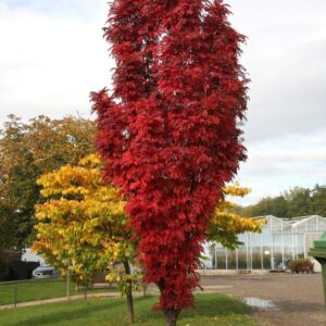 Berkenye (Sorbus 'Autumn Spire')