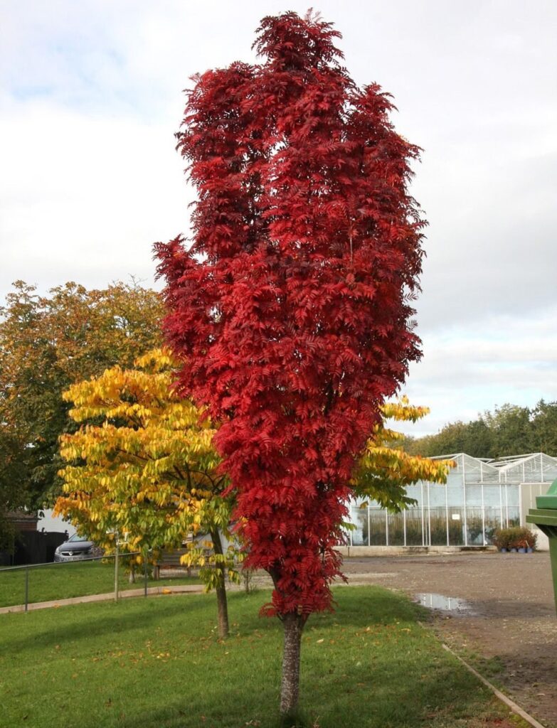 Berkenye (Sorbus 'Autumn Spire')