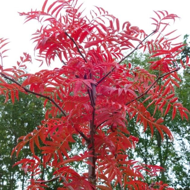 Berkenye (Sorbus commixta 'Fireball')