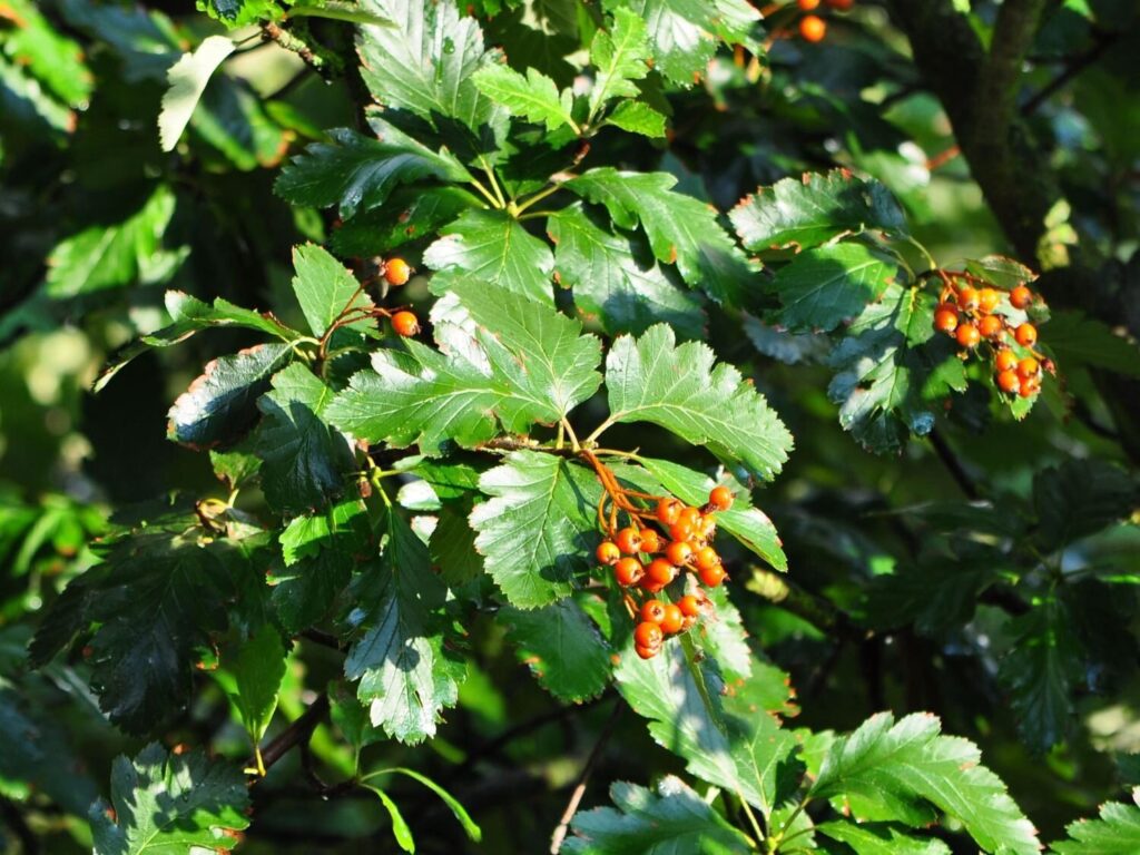 Berkenye (Sorbus rotundifolia 'Bükkszépe')