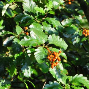 Berkenye (Sorbus rotundifolia 'Bükkszépe')
