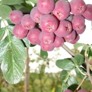 Berkenye (Sorbus 'Titán')