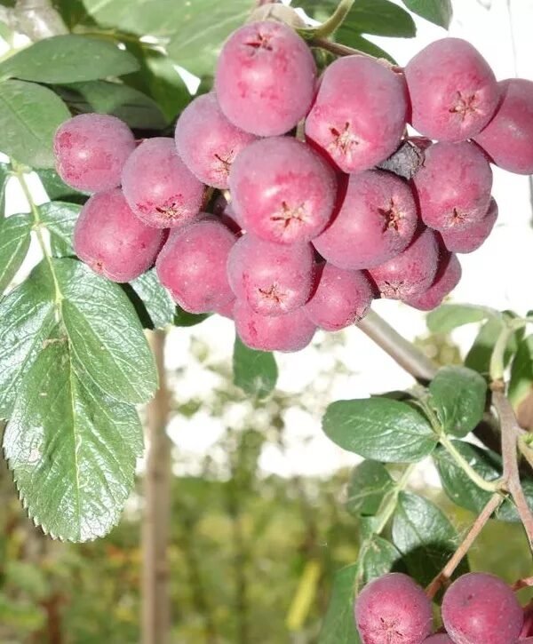 Berkenye (Sorbus 'Titán')