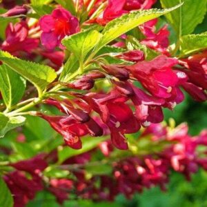 Bristol ruby rózsalonc (Weigela florida 'Bristol Ruby')