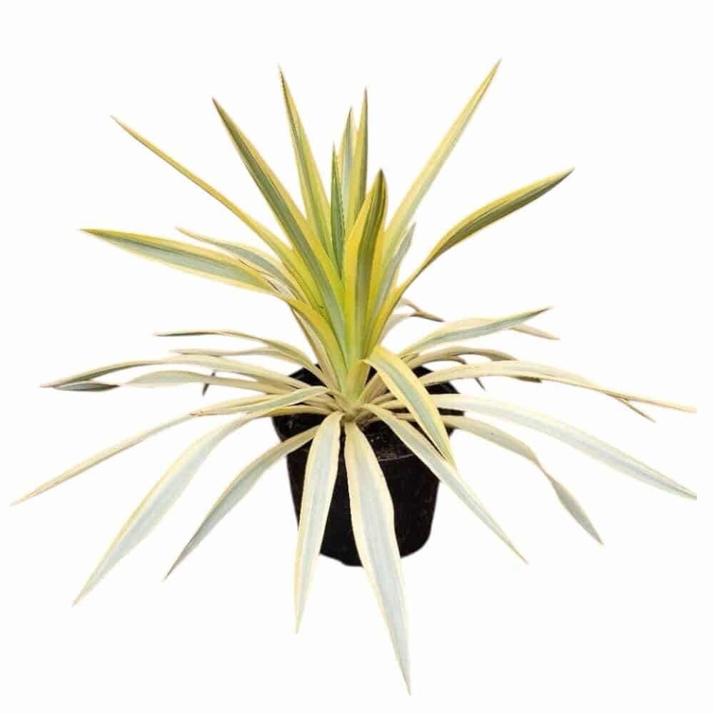 Citromsárga-tarka pompás jukka (Yucca gloriosa 'Citrus Twist')