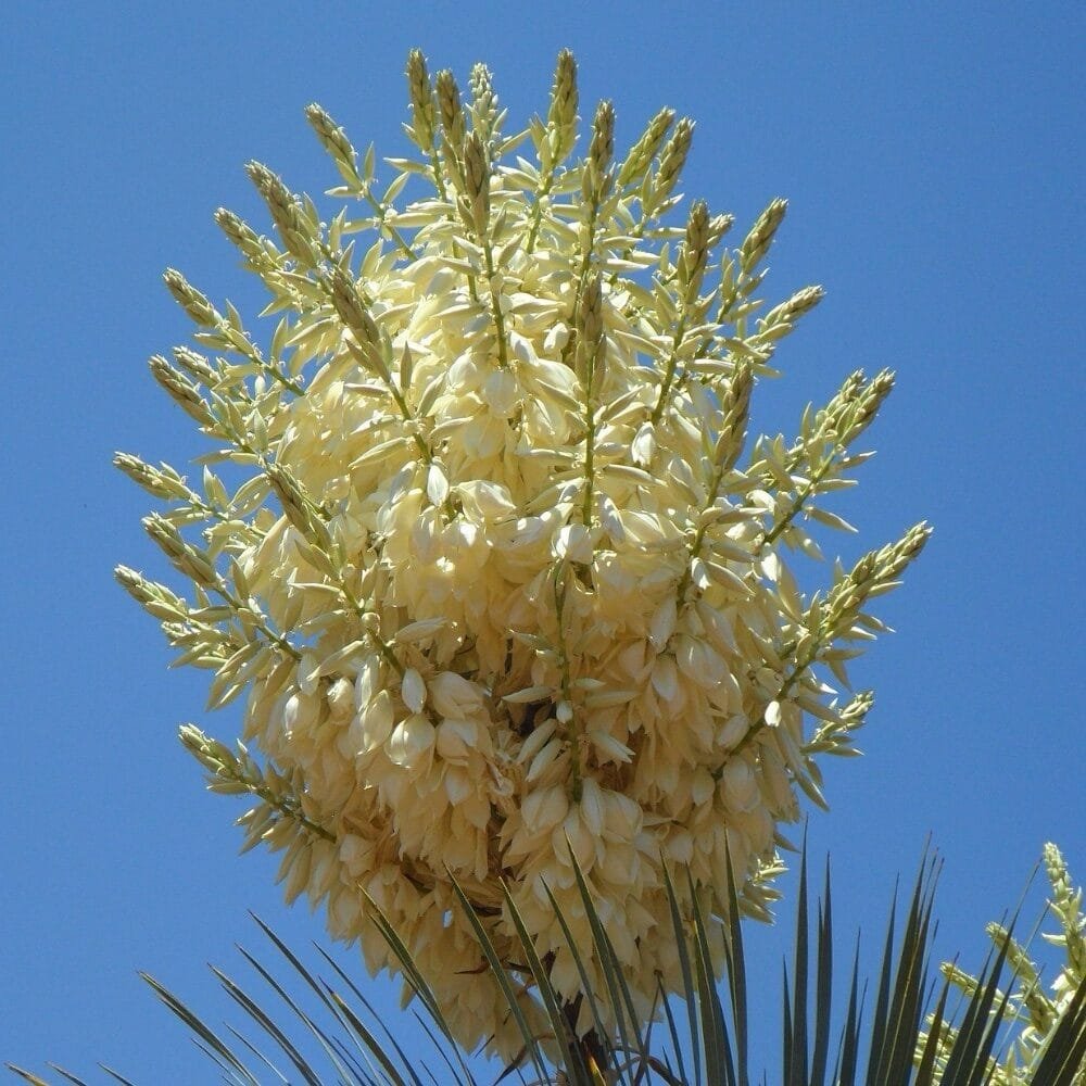 Citromsárga-tarka pompás jukka (Yucca gloriosa 'Citrus Twist')