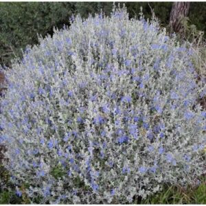 Cserjés gamandor (Teucrium fruticans 'Azureum')