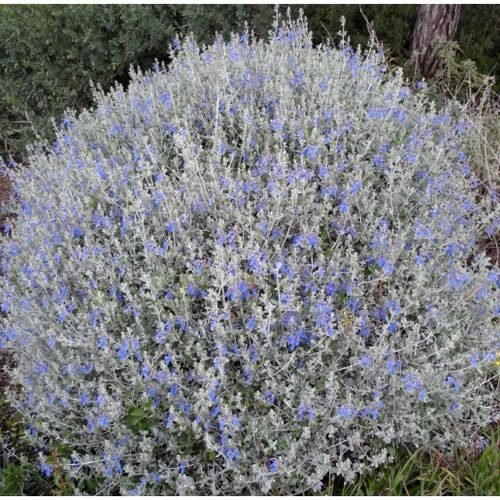 Cserjés gamandor (Teucrium fruticans 'Azureum')