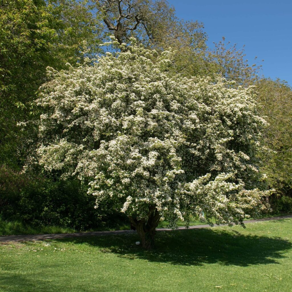 Egybibés galagonya (Crataegus monogyna)