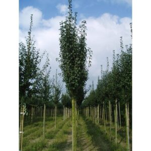 Egybibés galagonya (Crataegus monogyna 'Stricta')