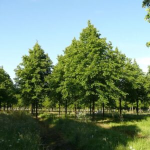 Ezüsthárs (Tilia euchlora 'Pallida')