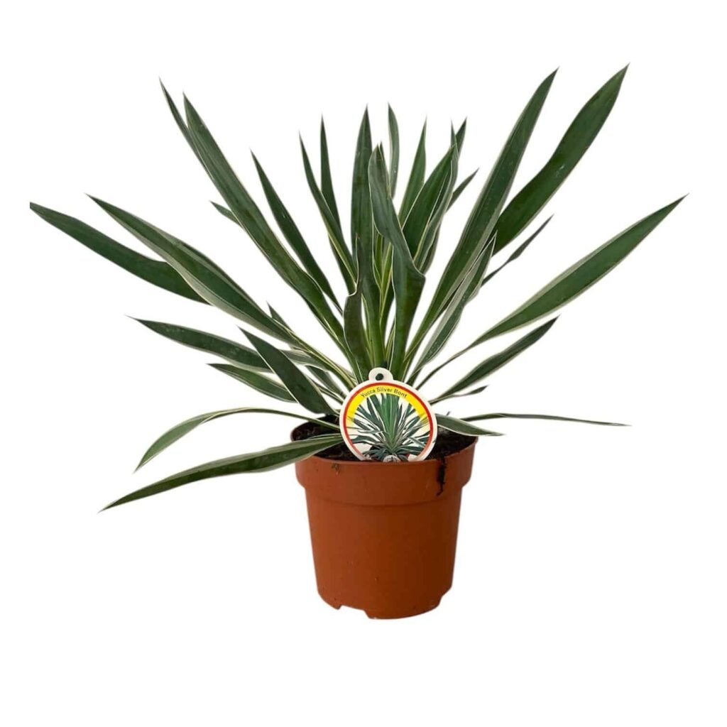 Ezüsttarka pálmaliliom (Yucca gloriosa 'Silver Variegata')