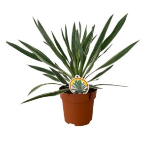 Ezüsttarka pálmaliliom (Yucca gloriosa 'Silver Variegata')