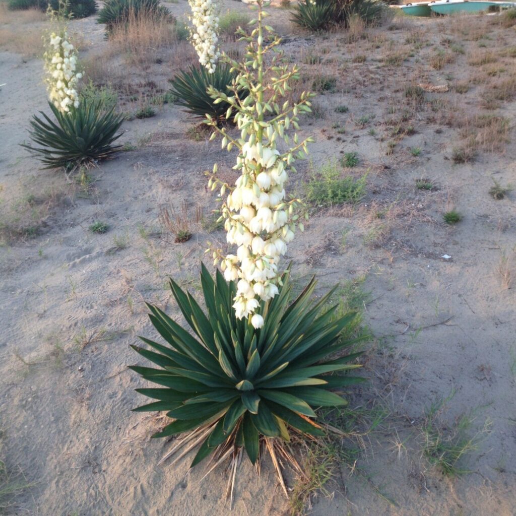 Ezüsttarka pálmaliliom (Yucca gloriosa 'Silver Variegata')