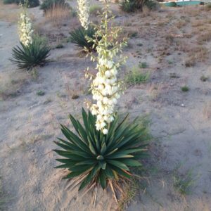 Ezüsttarka pálmaliliom (Yucca gloriosa 'Silver Variegata')
