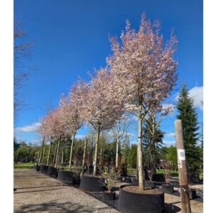 Fanyarka (Amelanchier grandiflora 'Robin Hill')