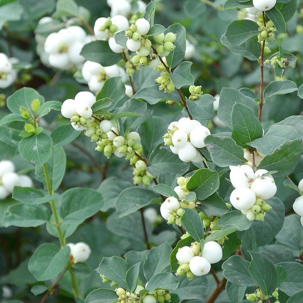 Fehér hóbogyó (Symphoricarpos albus)