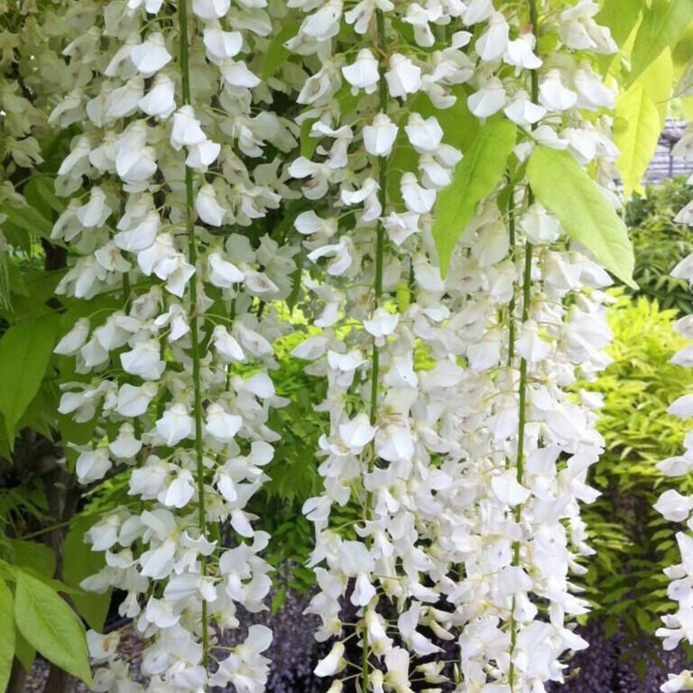 Fehér virágú lilaakác (Wisteria brachybotrys 'Shiro Kapitan Fuji')
