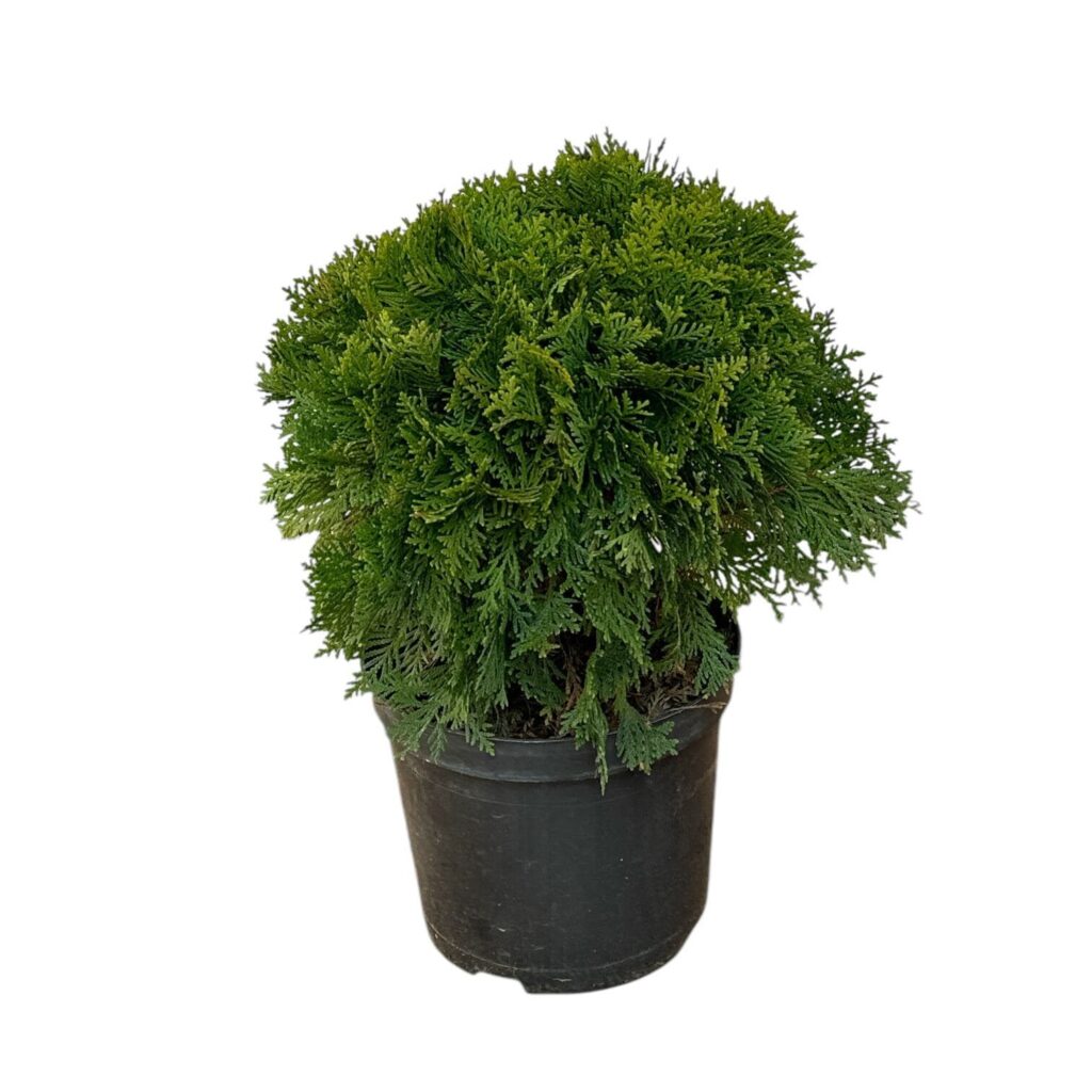 Gömb tuja (Thuja occidentalis 'Danica')