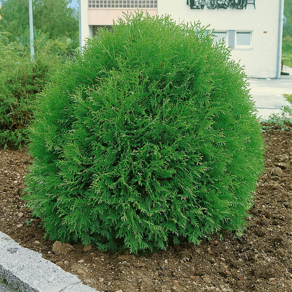 Gömb tuja (Thuja occidentalis 'Danica')