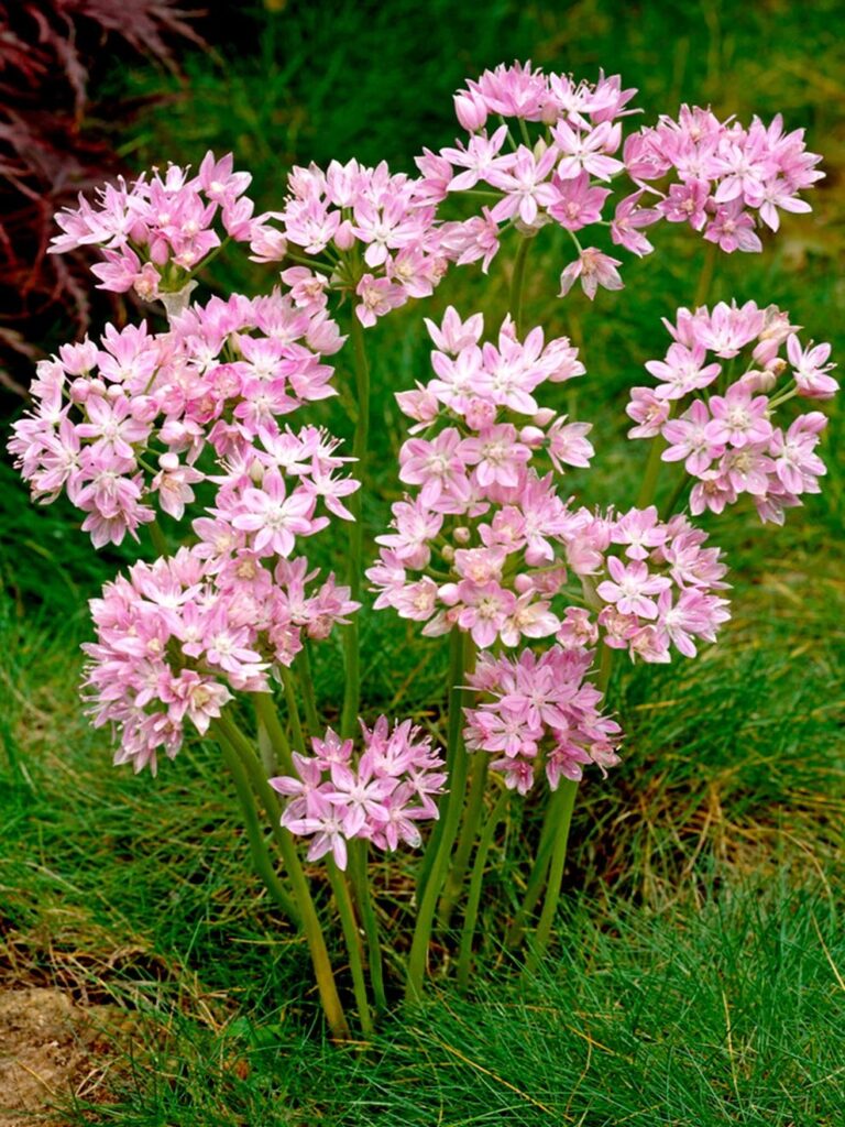 Gyöngyike (Allium roseum)